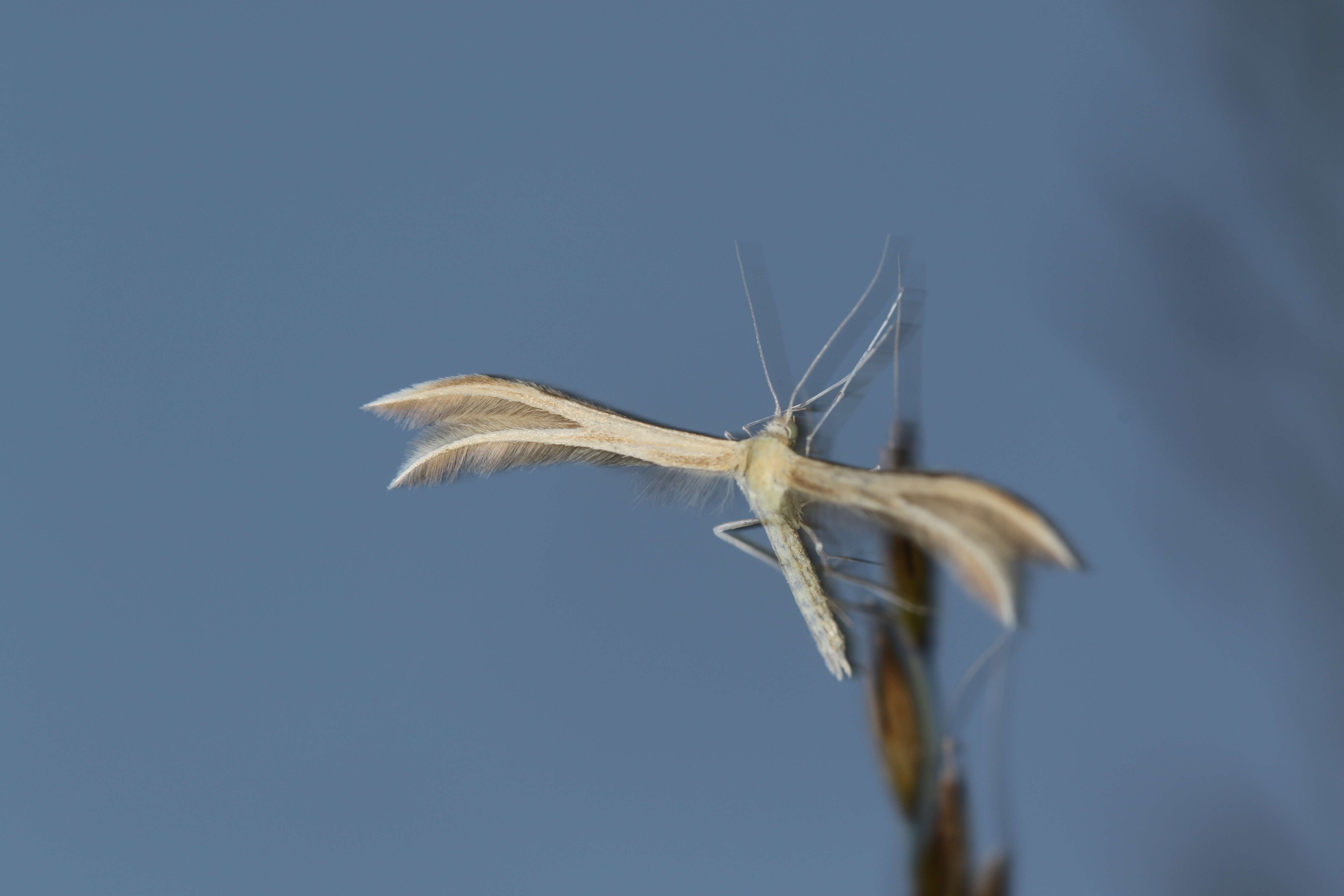 Image of Merrifieldia baliodactylus (Zeller 1841)