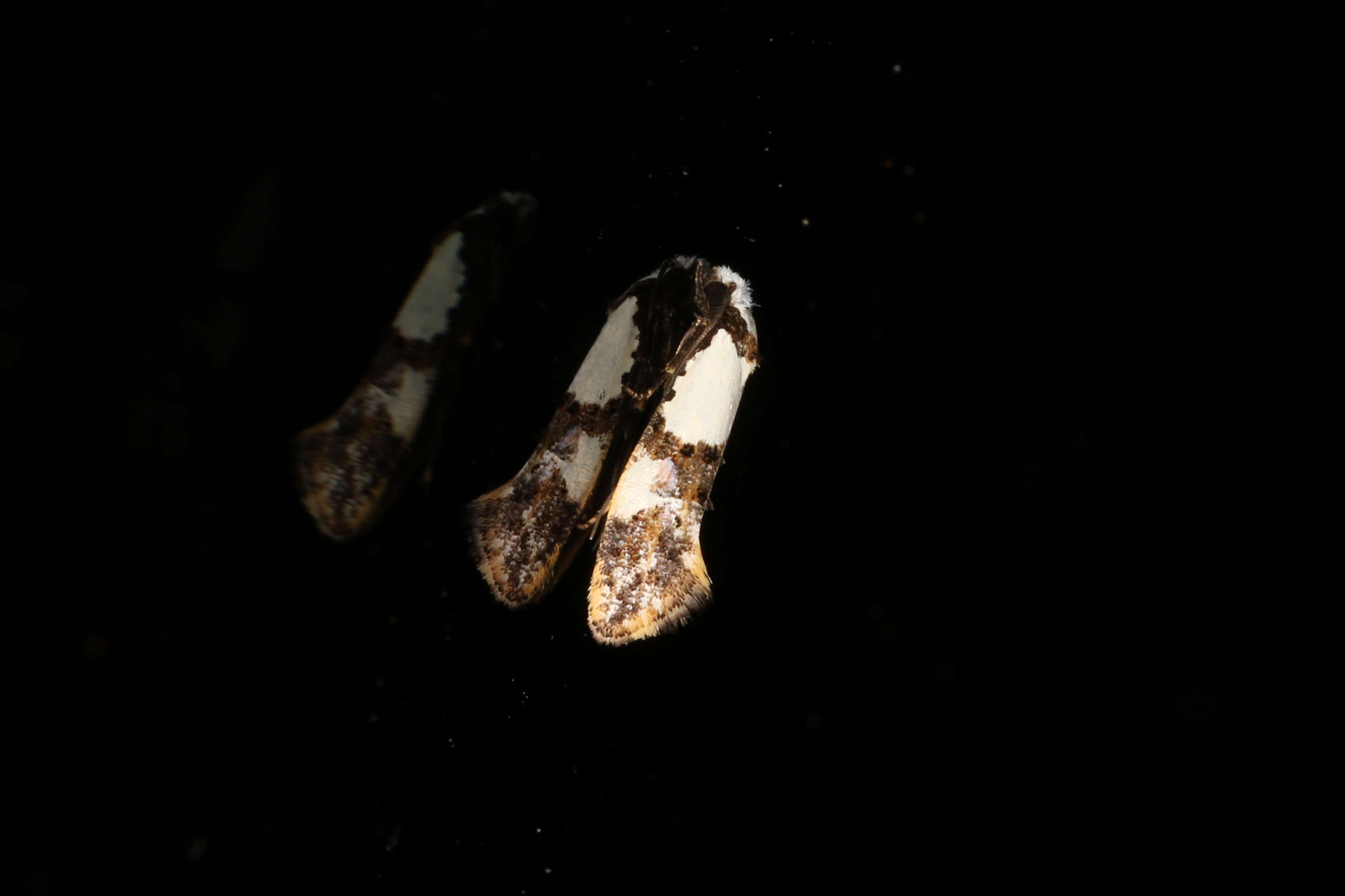 Image of Blotched monopis moth