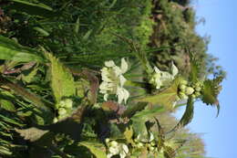 Image of white deadnettle