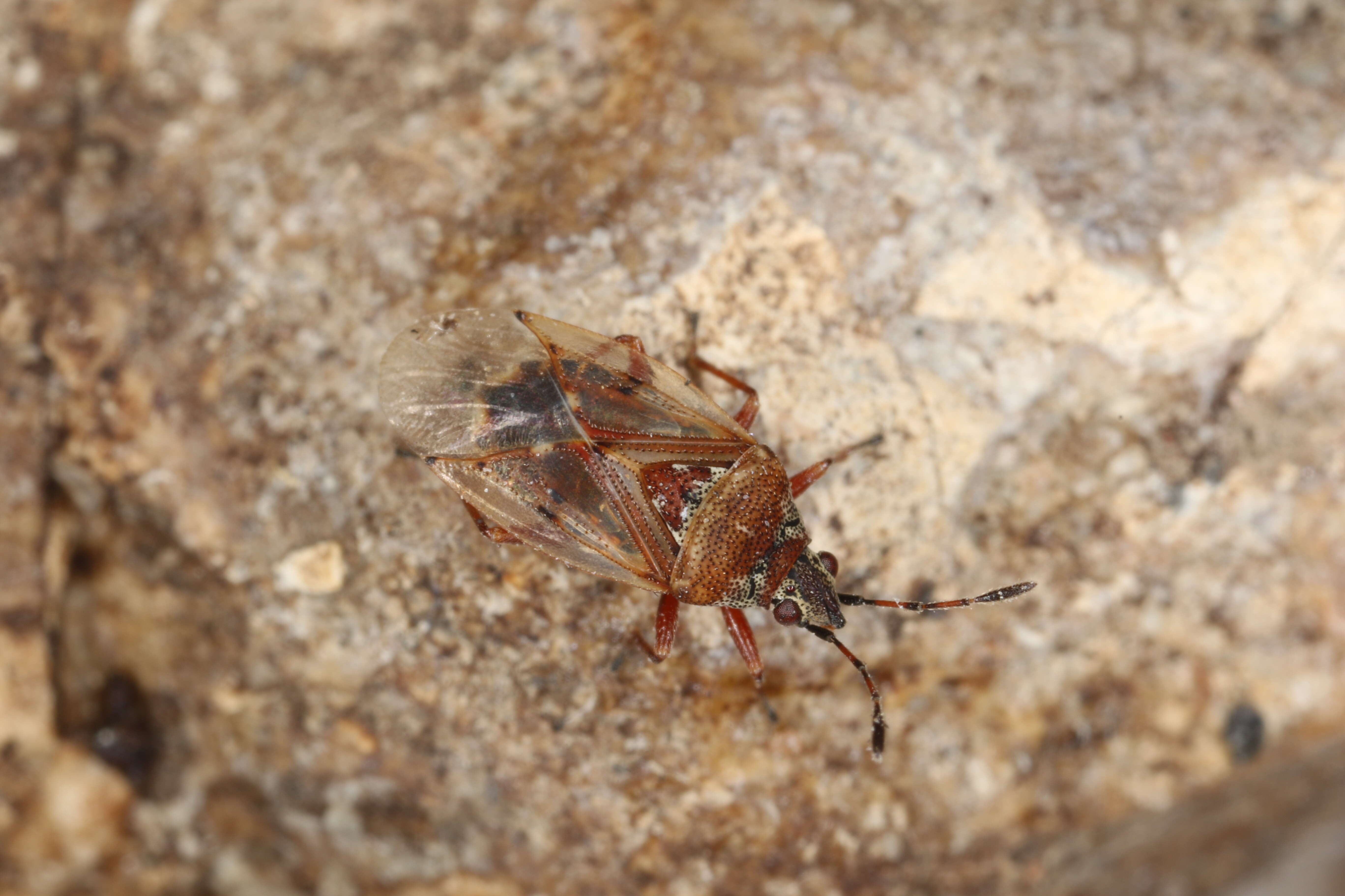 Image of Birch Catkin Bug