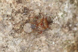 Image of Birch Catkin Bug