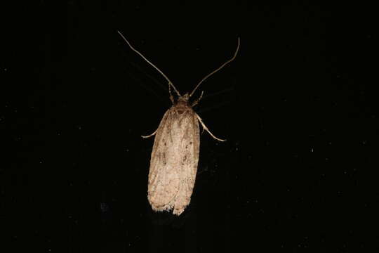 Image of Agonopterix heracliana Linnaeus 1758