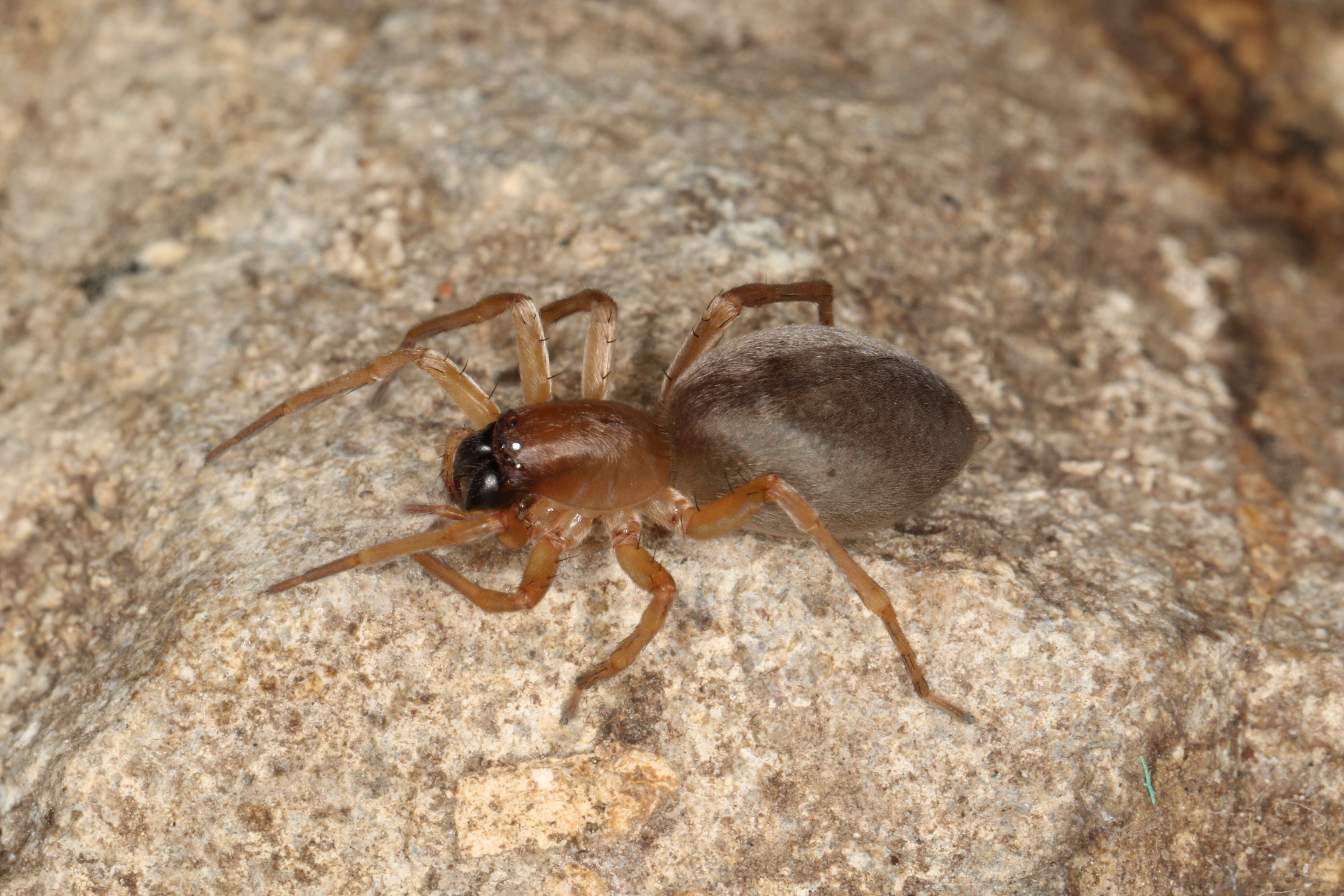 Image of Sac spider