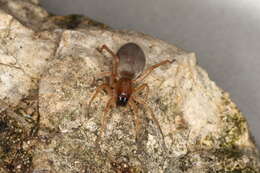 Image of Sac spider