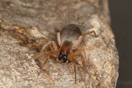 Image of Sac spider