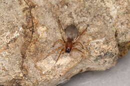 Image of Sac spider