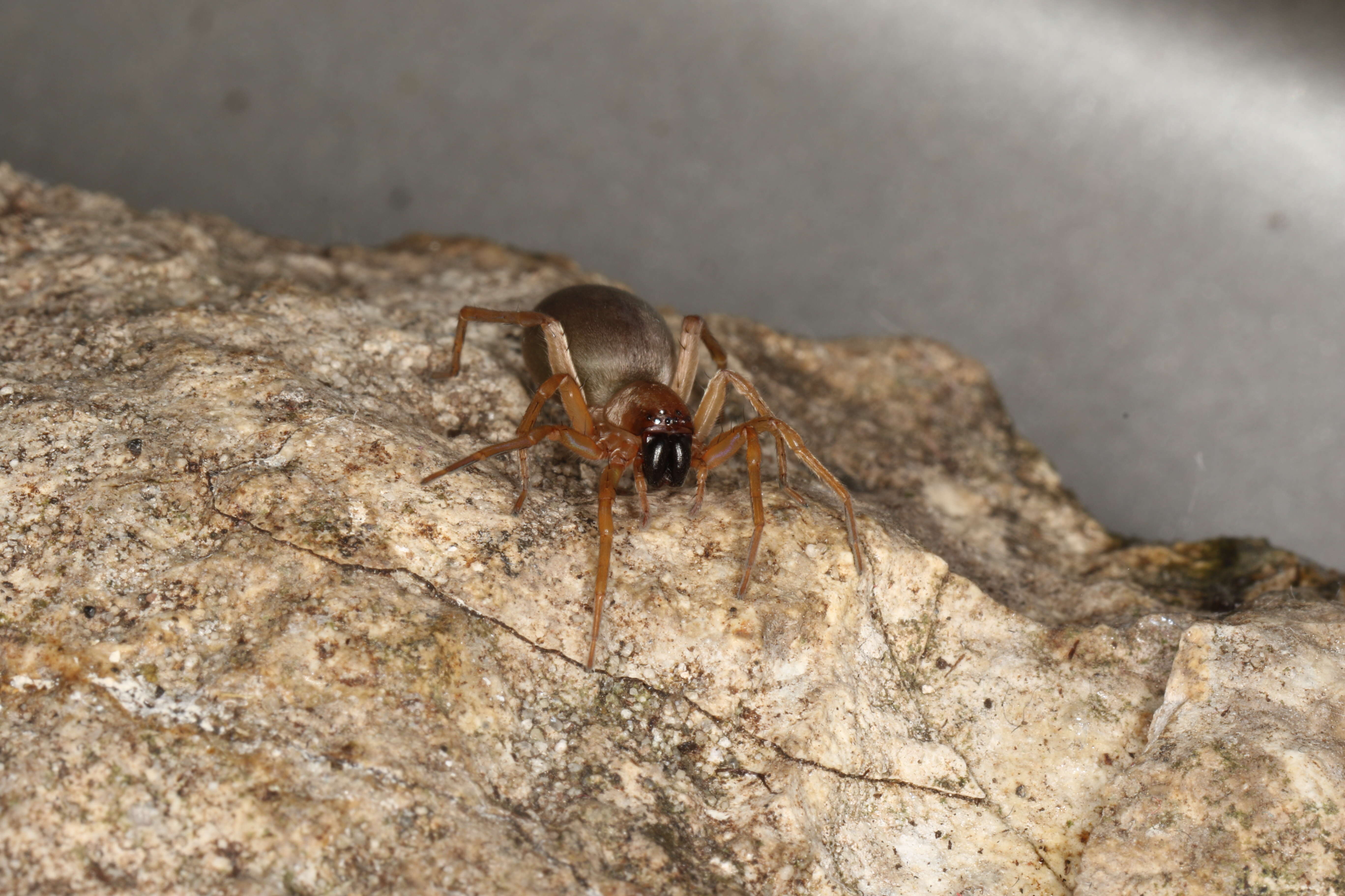 Image of Sac spider