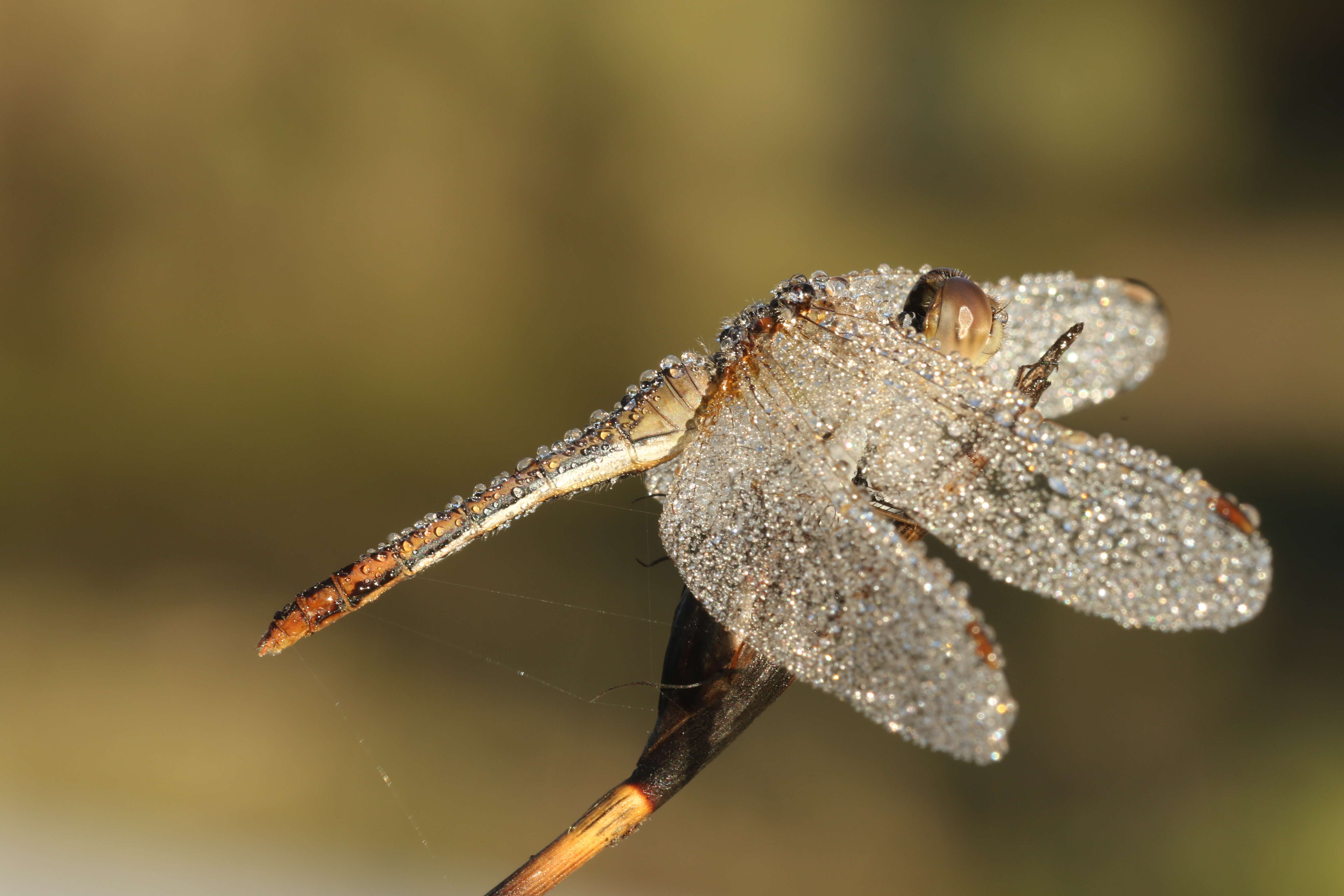 Imagem de Diplacodes bipunctata (Brauer 1865)