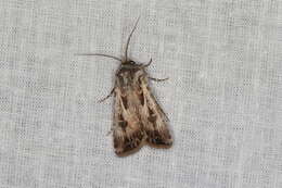 Image of Agrotis munda Walker 1856