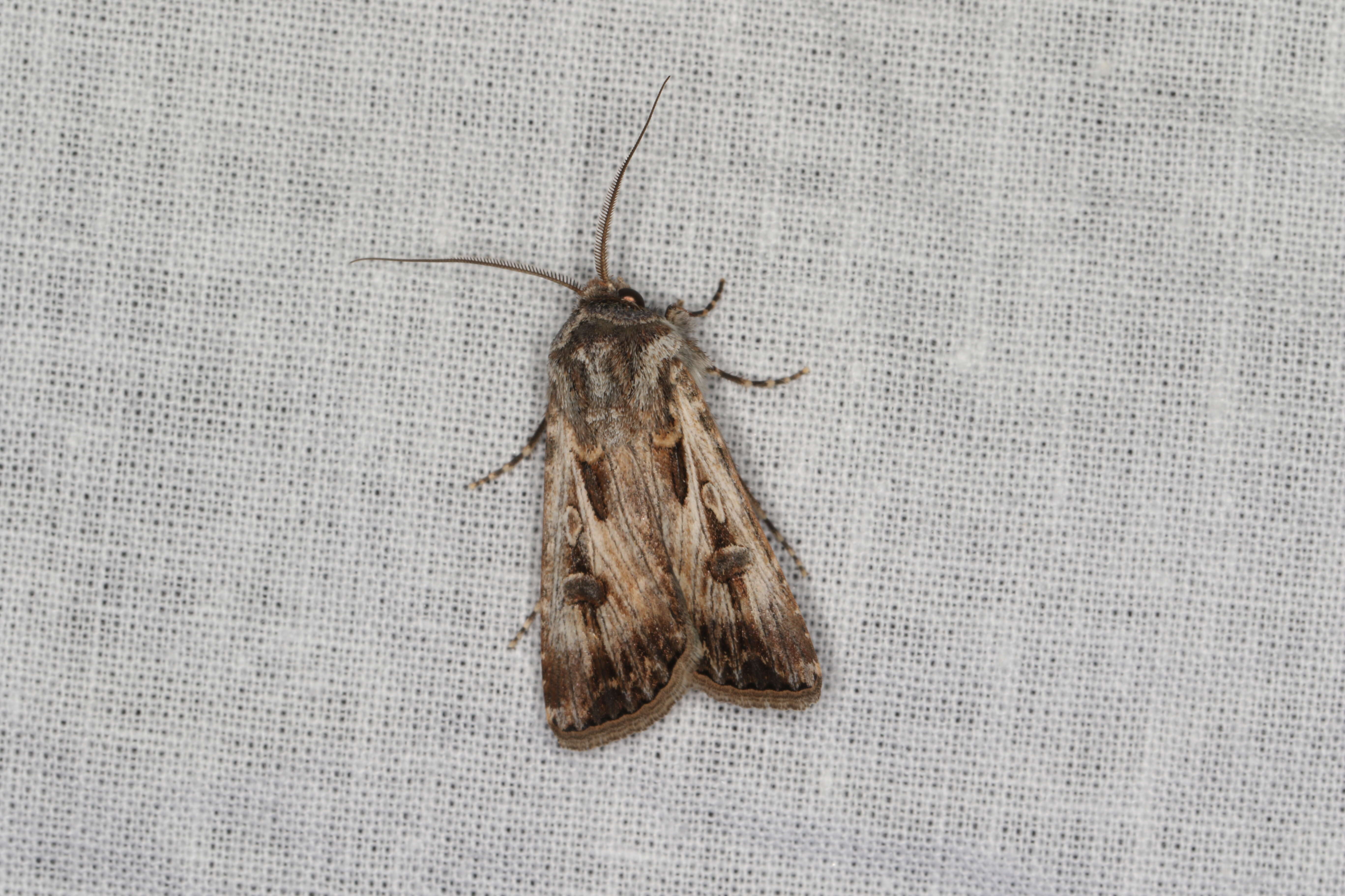 Image of Agrotis munda Walker 1856