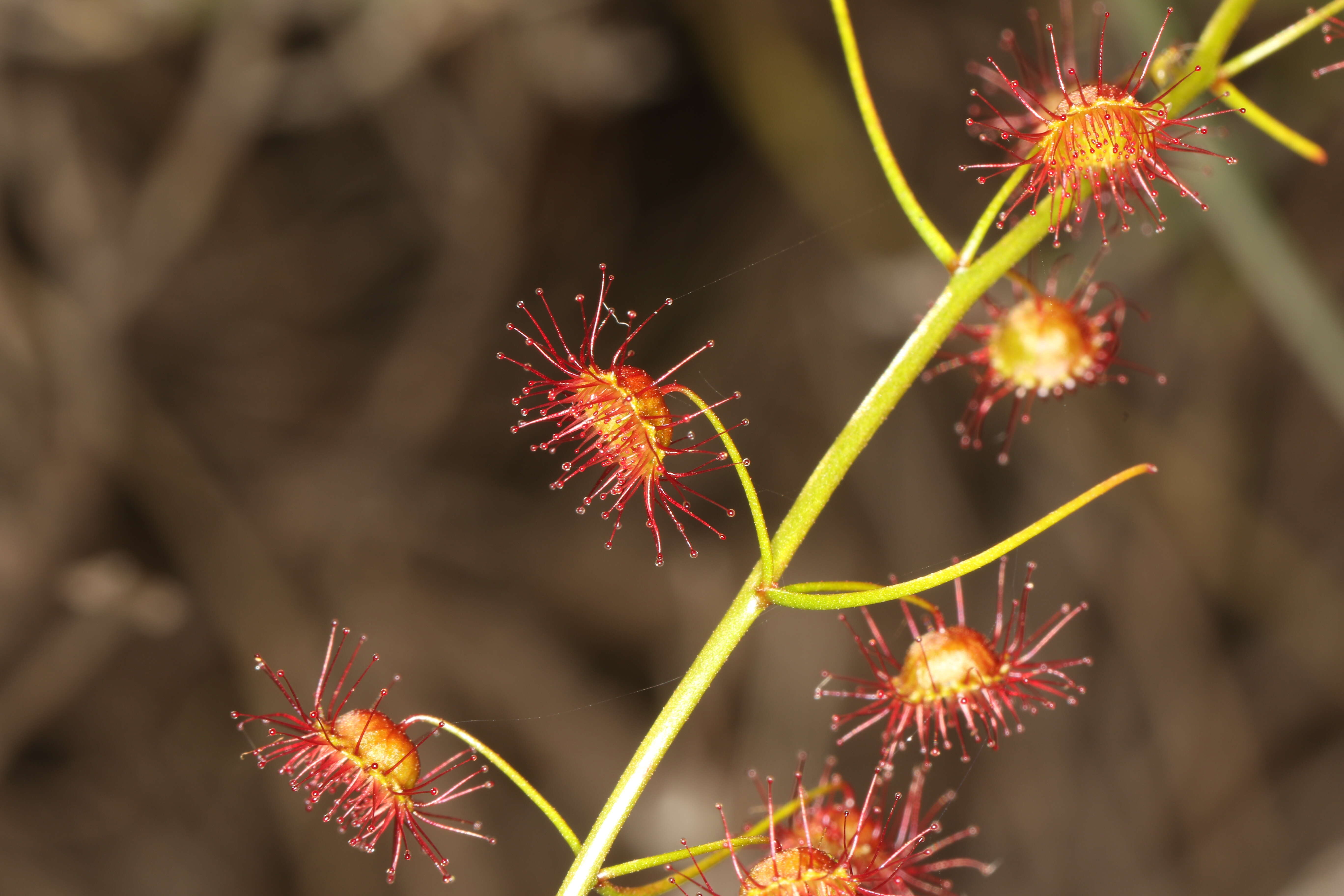 Image of Drosera macrantha Endl.