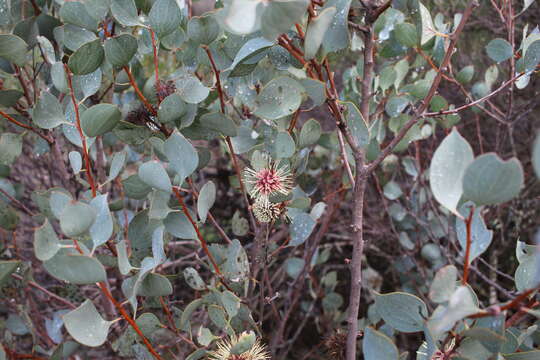 Image of Hakea petiolaris Meissn.