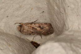 Image of Agrotis munda Walker 1856