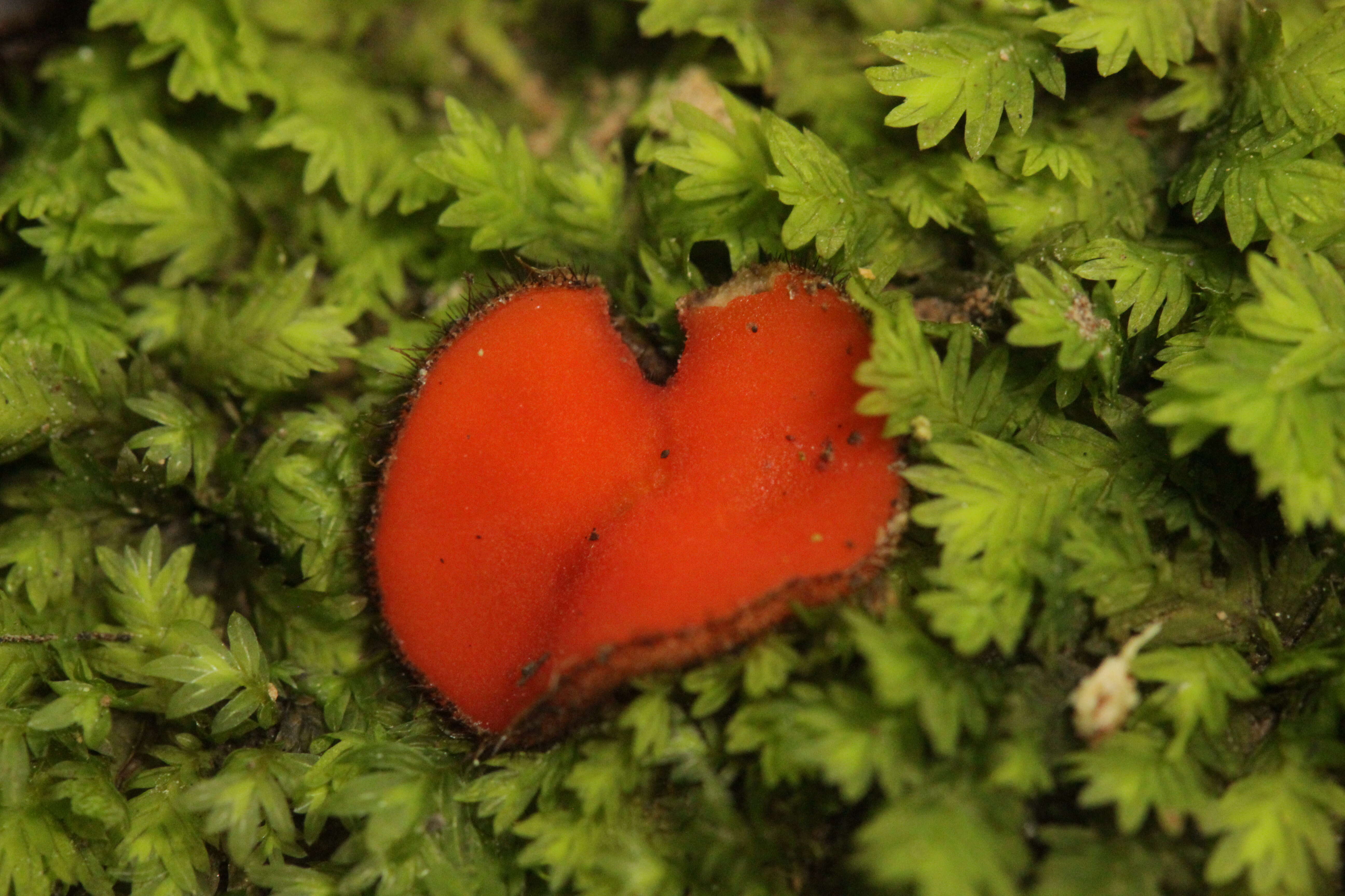 Image of Scutellinia umbrorum (Fr.) Lambotte 1887