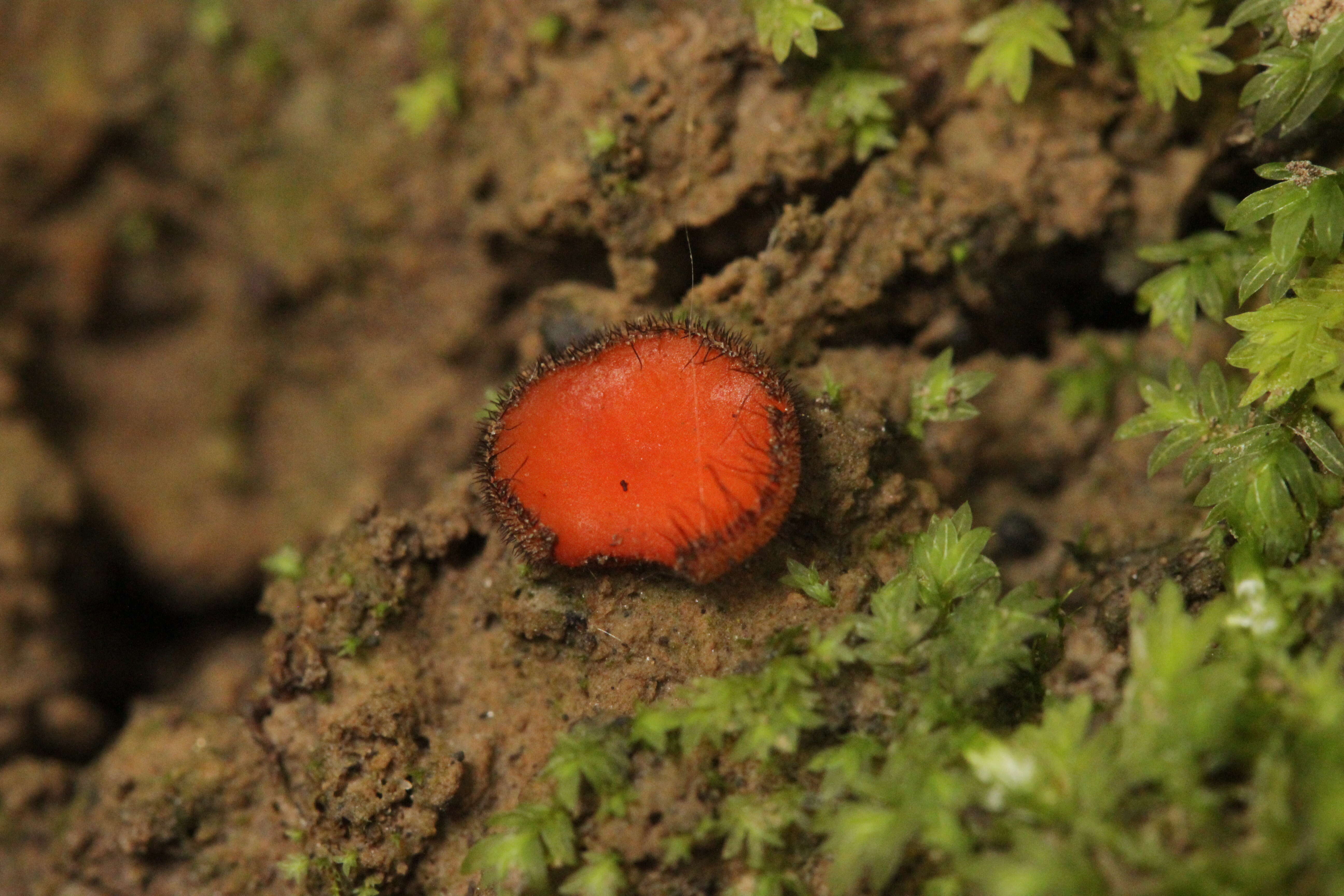 Image of Scutellinia umbrorum (Fr.) Lambotte 1887