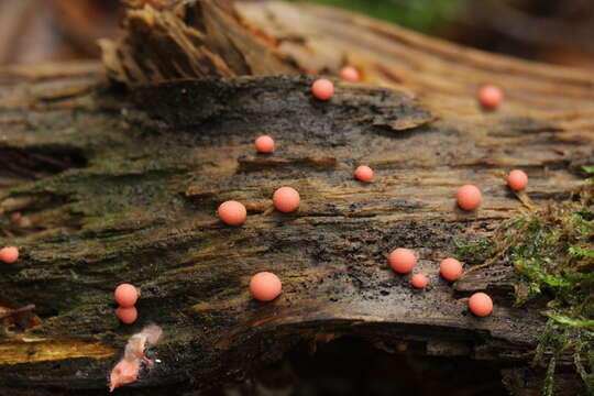 Image of Lycogala epidendrum