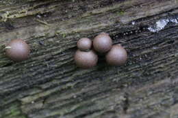 Image of Lycogala epidendrum