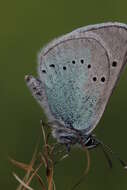 Image of Green-underside Blue