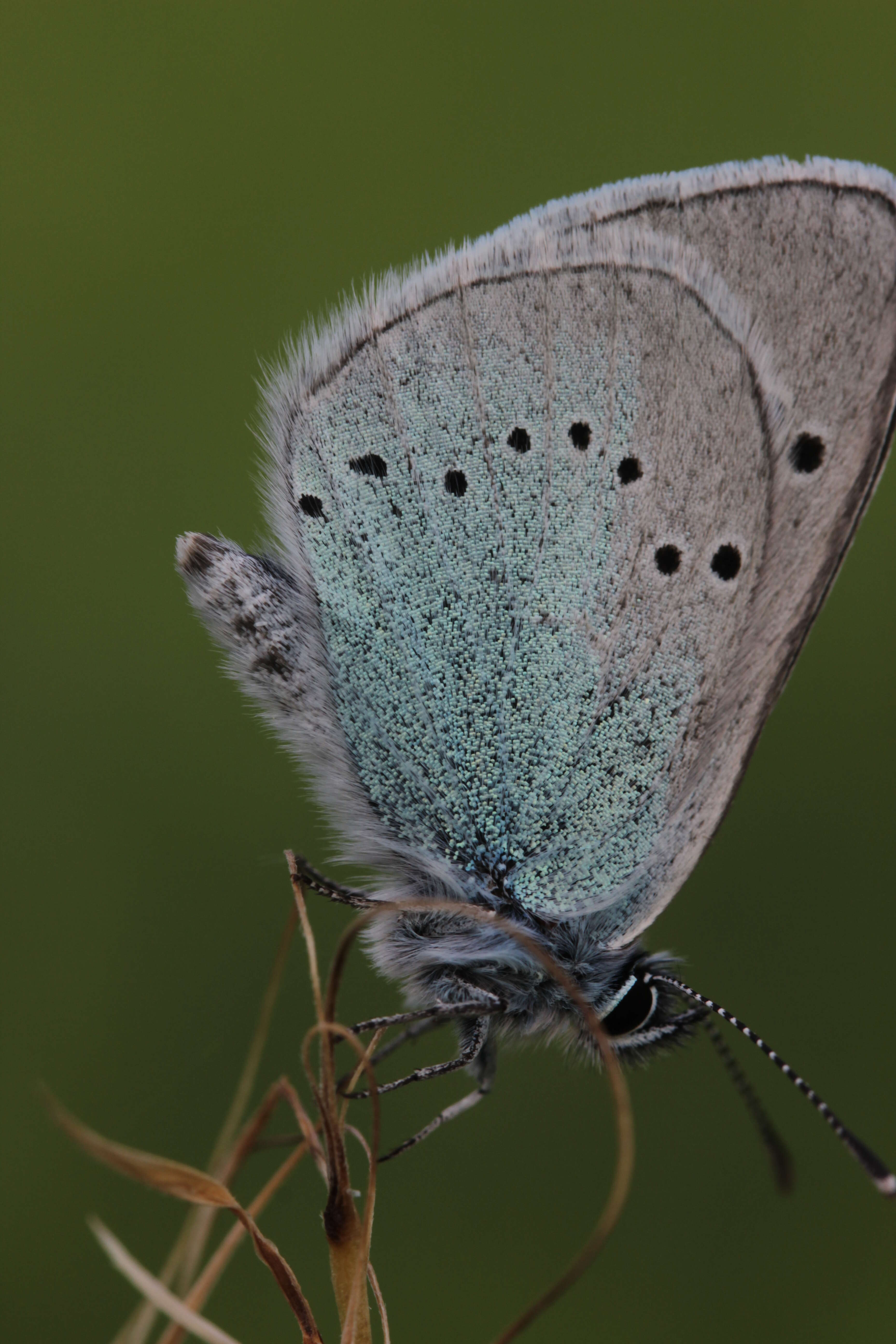 Image of Green-underside Blue