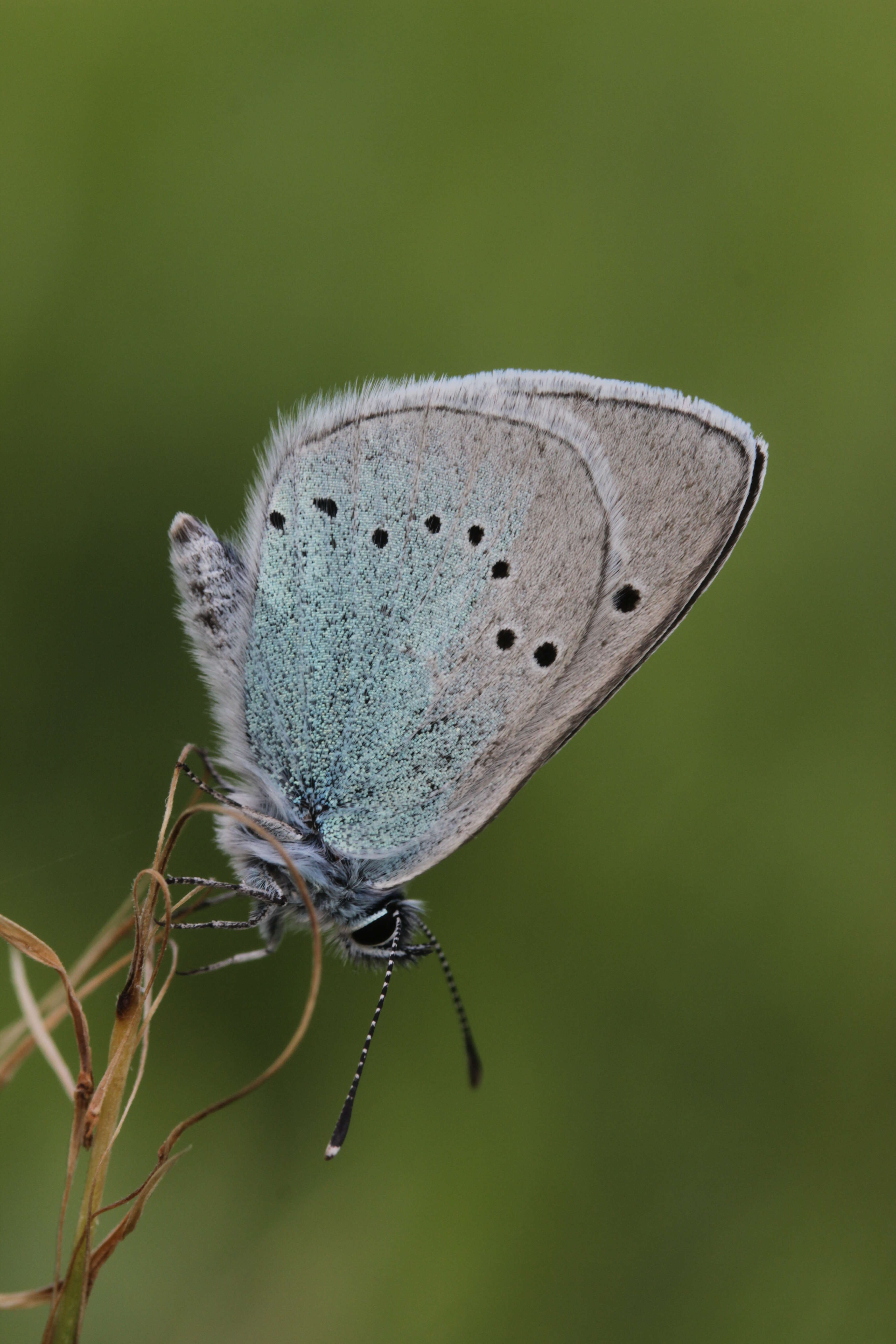 Image of Green-underside Blue