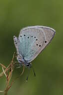 Image of Green-underside Blue