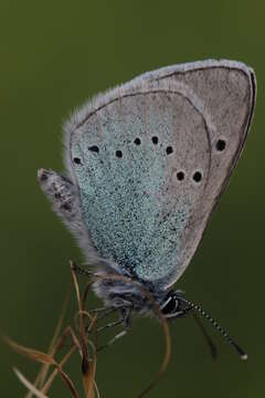 Image of Green-underside Blue