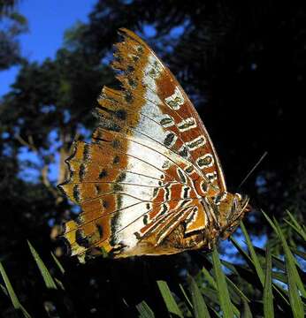 Charaxes brutus的圖片