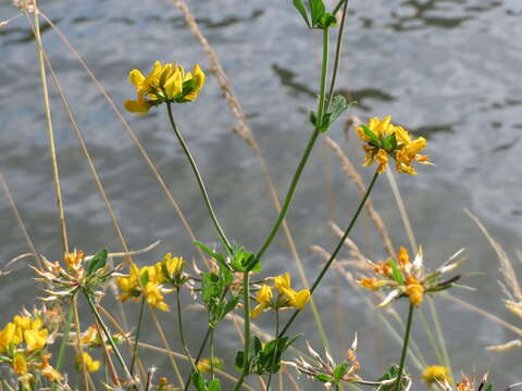 Imagem de Lotus pedunculatus Cav.