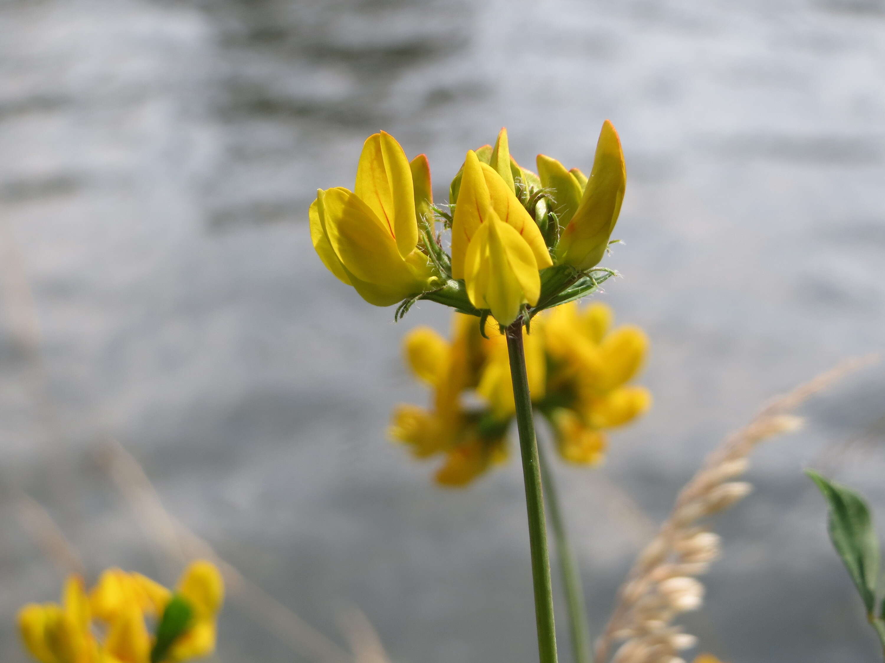 Слика од Lotus pedunculatus Cav.