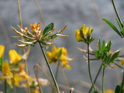 Imagem de Lotus pedunculatus Cav.