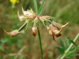 Image of Common Bird's-foot-trefoil