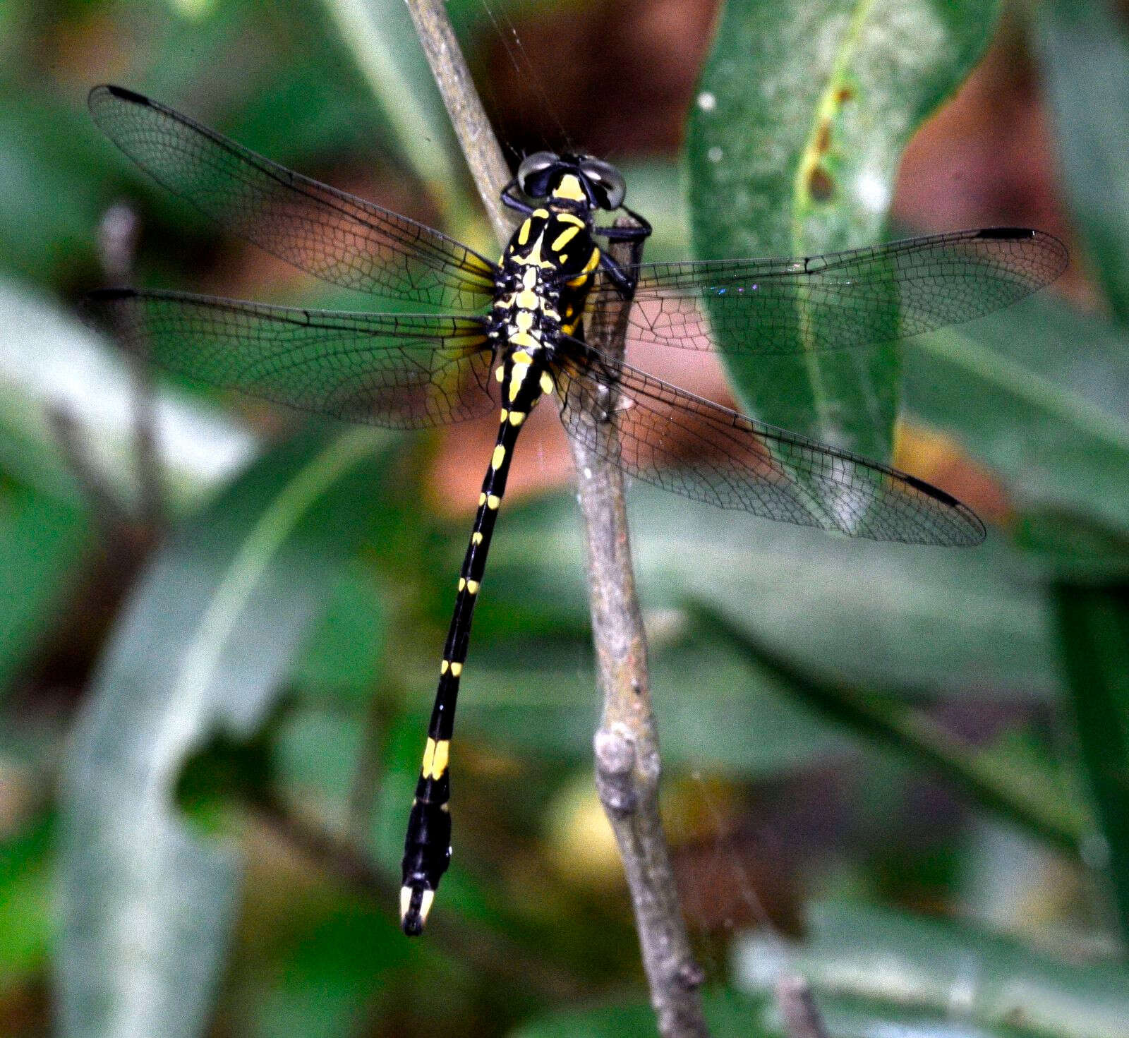 Image of Lamelligomphus nilgiriensis