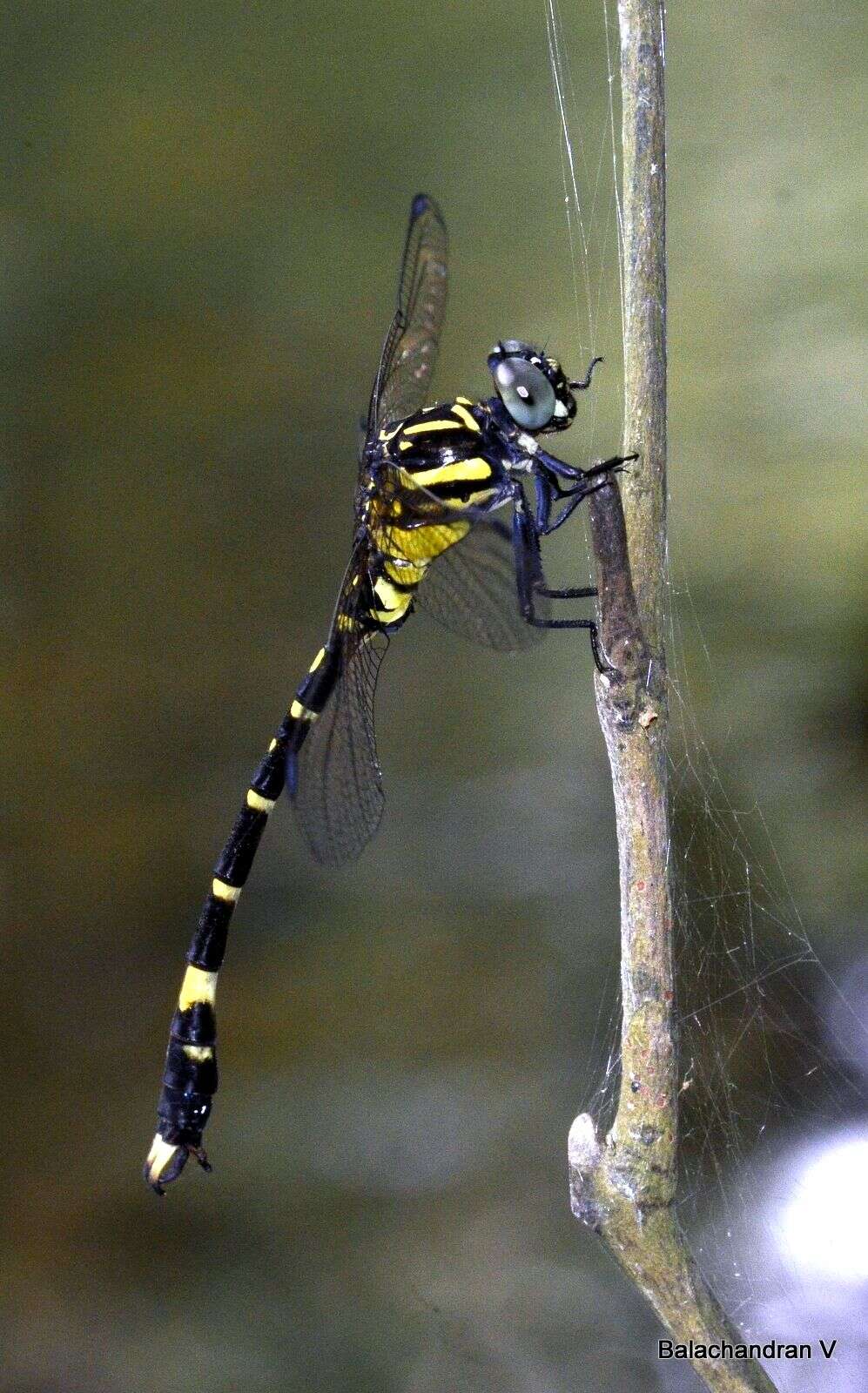 Image of Lamelligomphus nilgiriensis