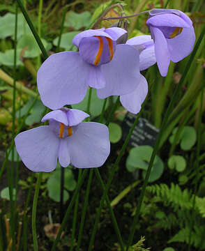 Imagem de Utricularia reniformis A. St. Hil.