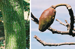 Image of Pseudobombax longiflorum (Mart. & Zucc.) A. Robyns