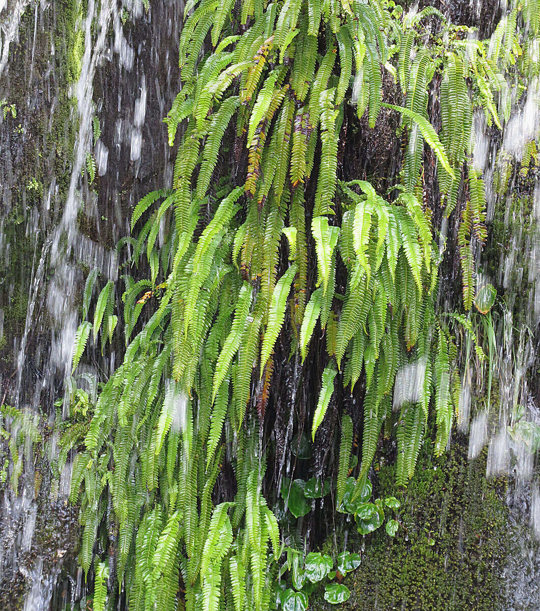 Imagem de Blechnum arcuatum Remy ex Fée