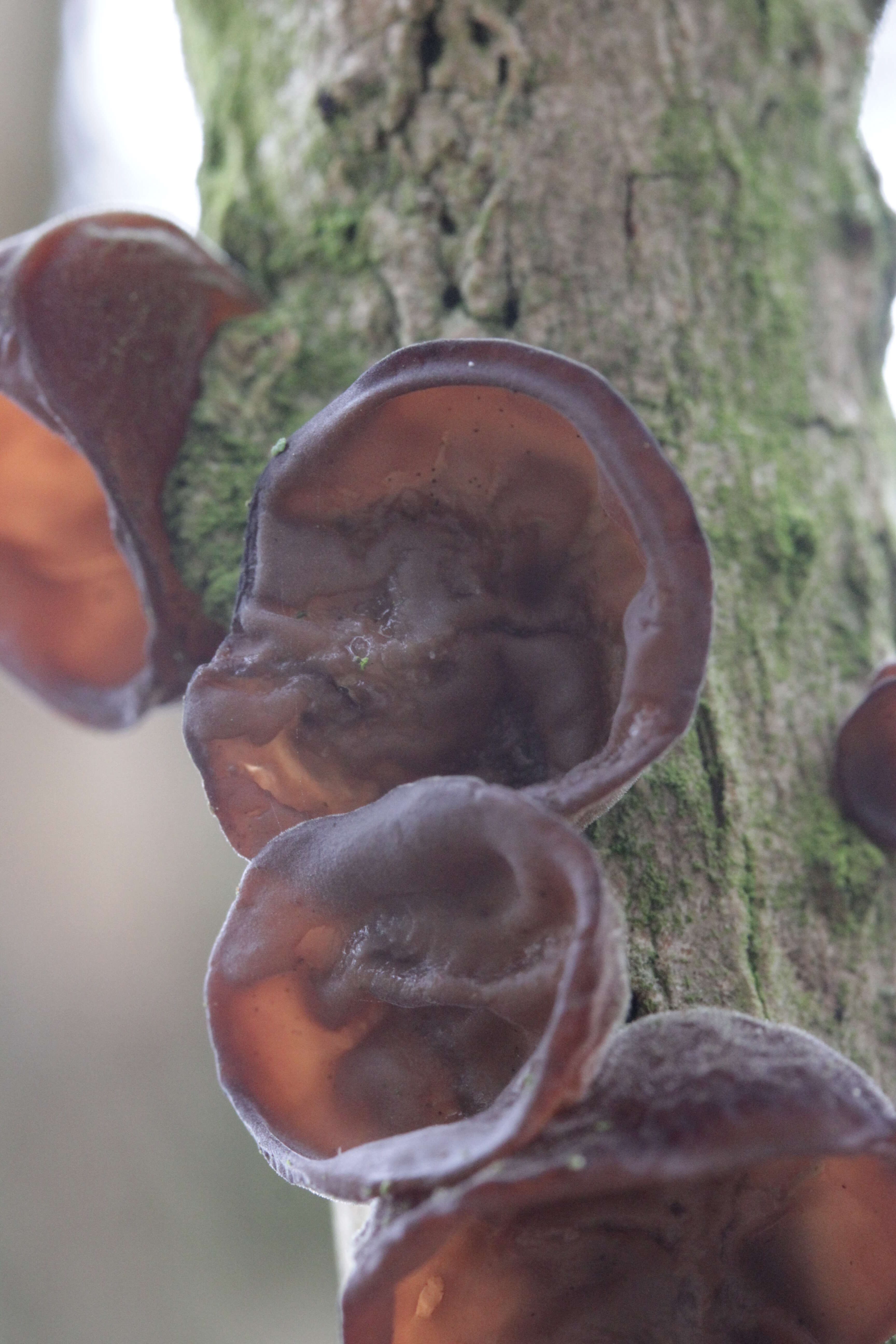 Image of ear fungus