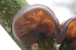 Image of ear fungus