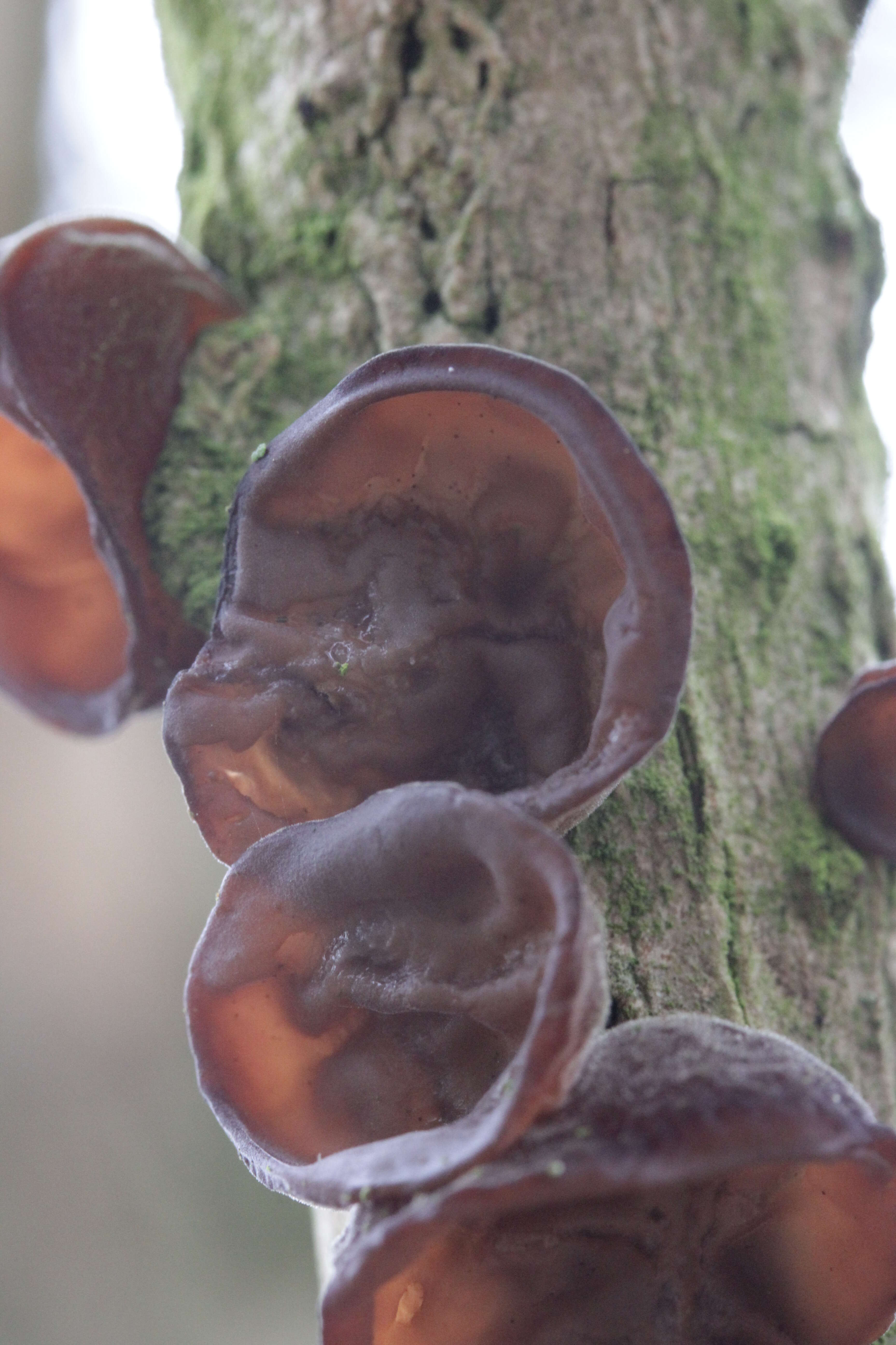 Image of ear fungus