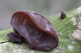 Image of ear fungus