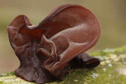 Image of ear fungus