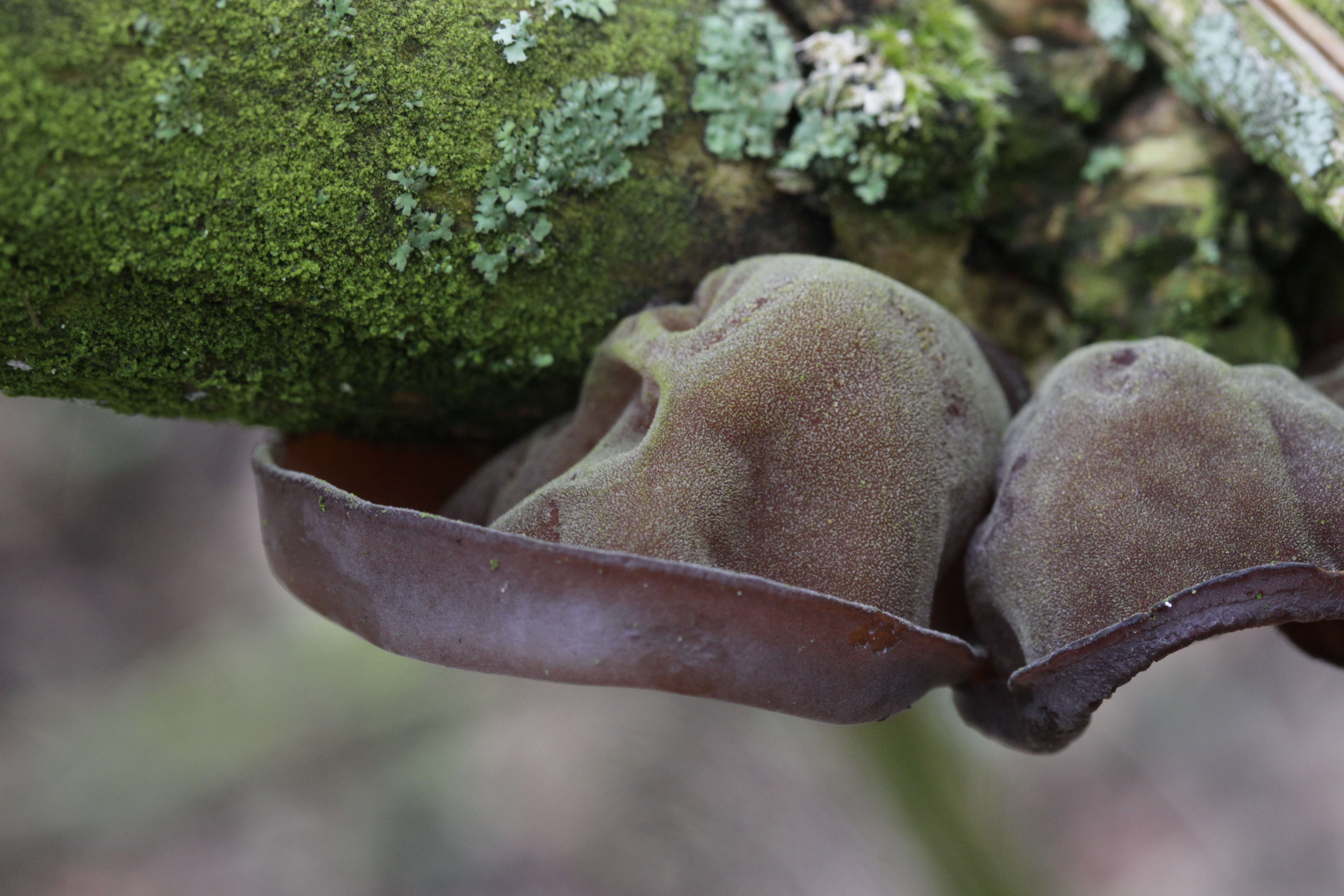 Image of ear fungus