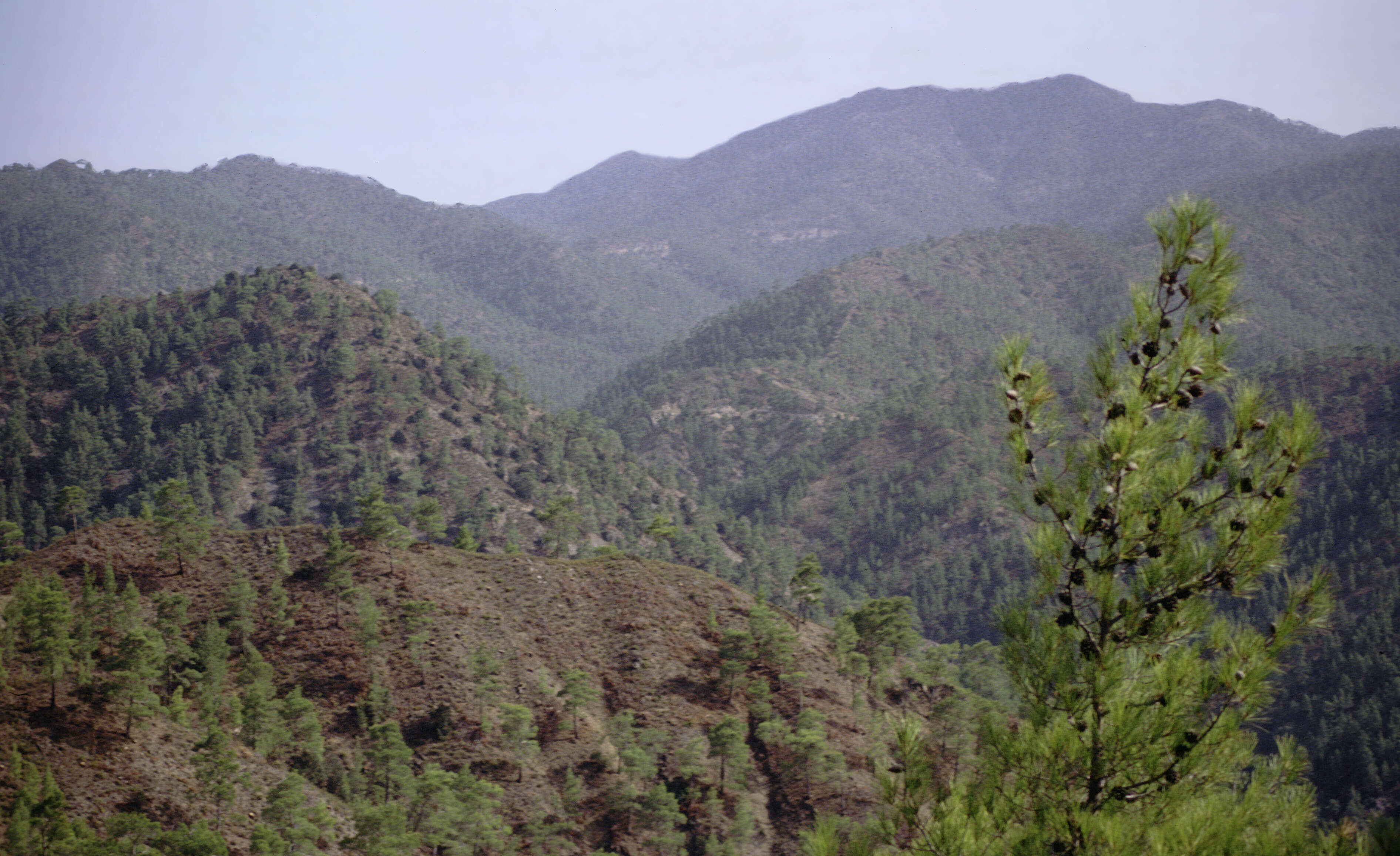 Image of Brutia Pine