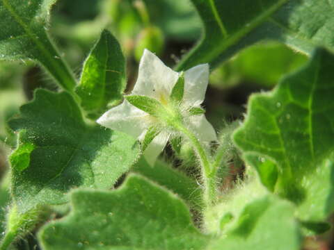 Image of Hairy Nightshade