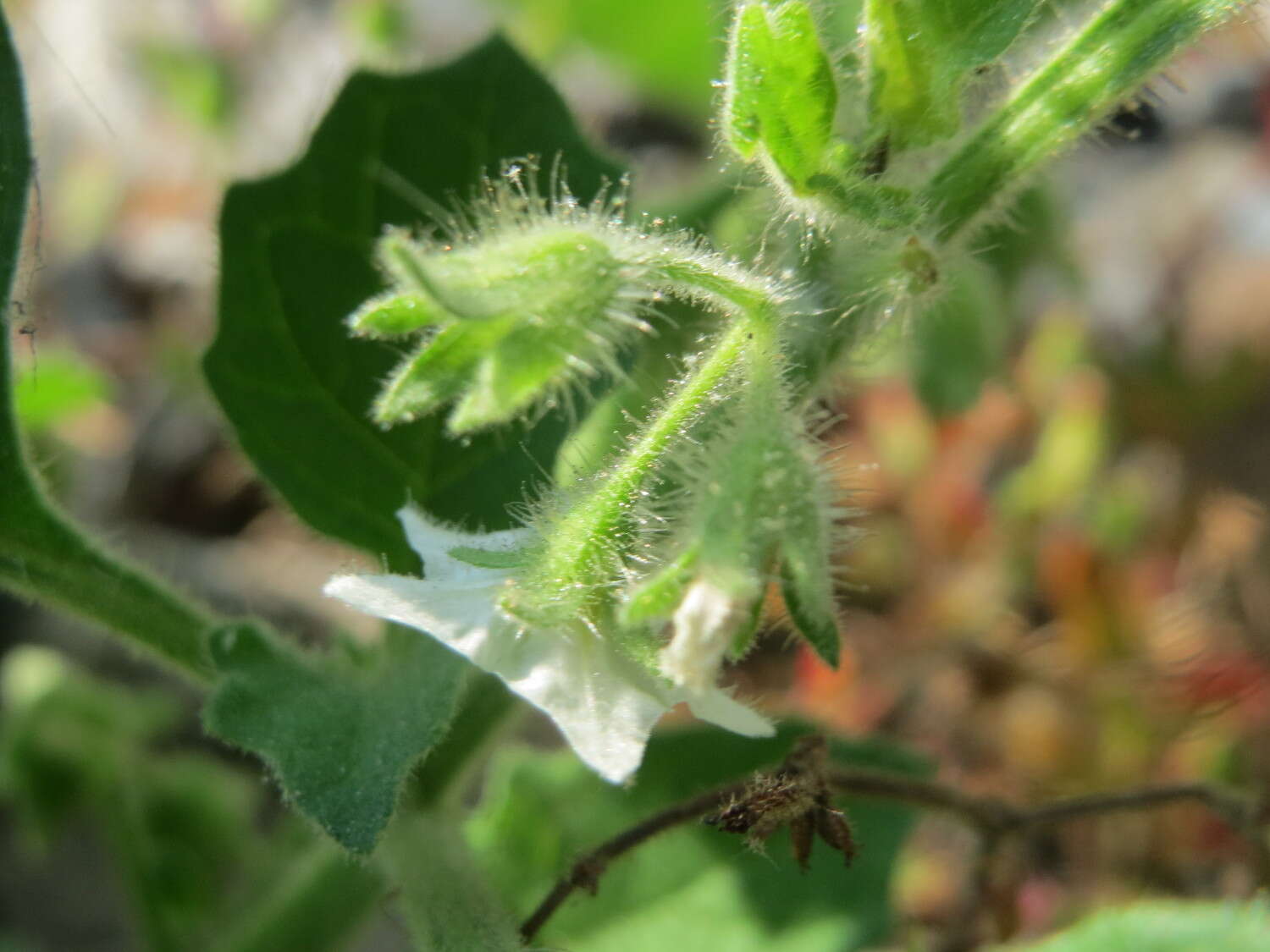 Image of Hairy Nightshade