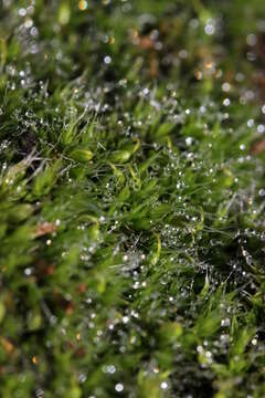 Image of pulvinate dry rock moss