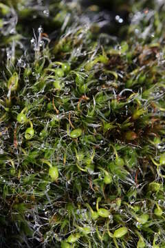 Image of pulvinate dry rock moss