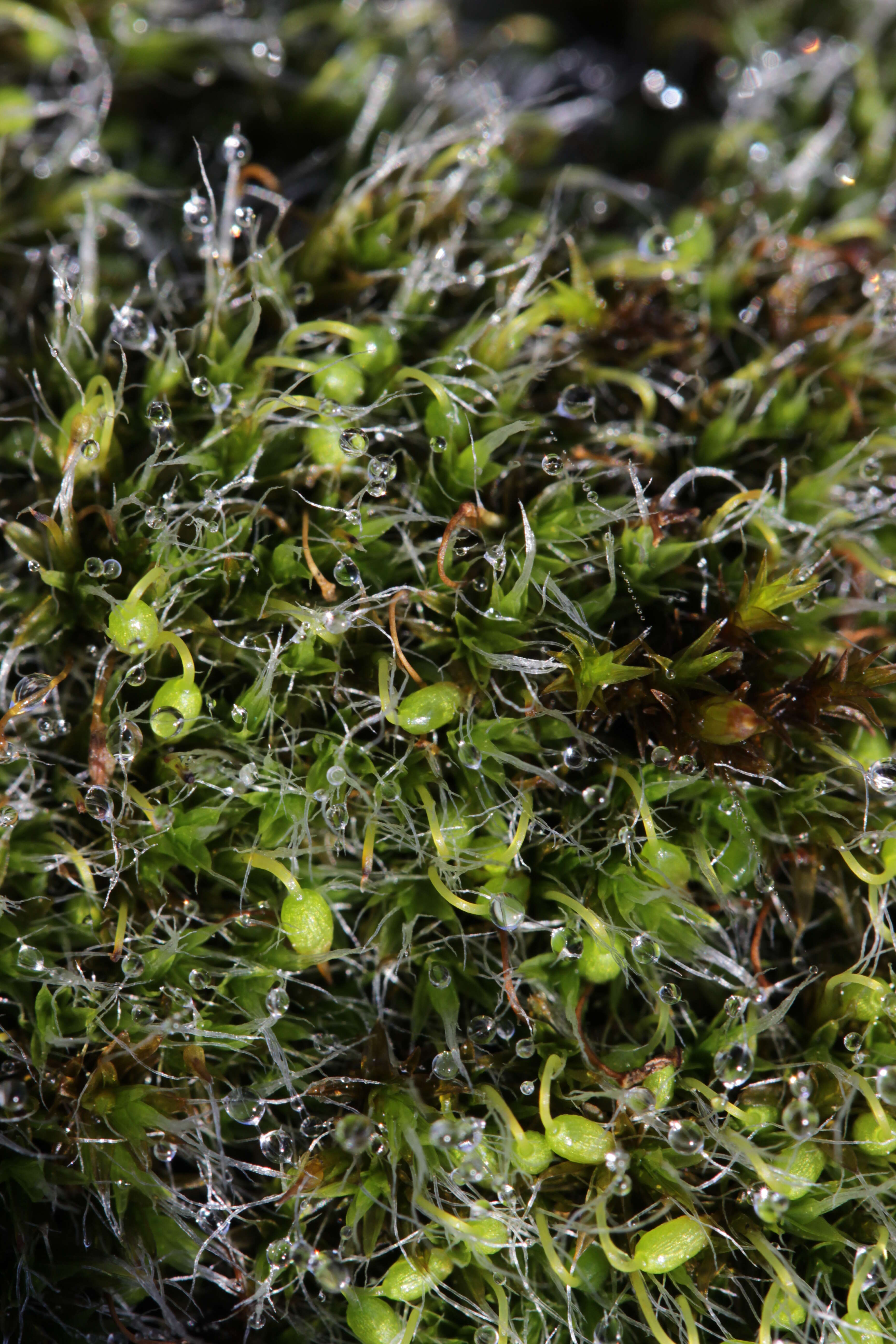 Image of pulvinate dry rock moss