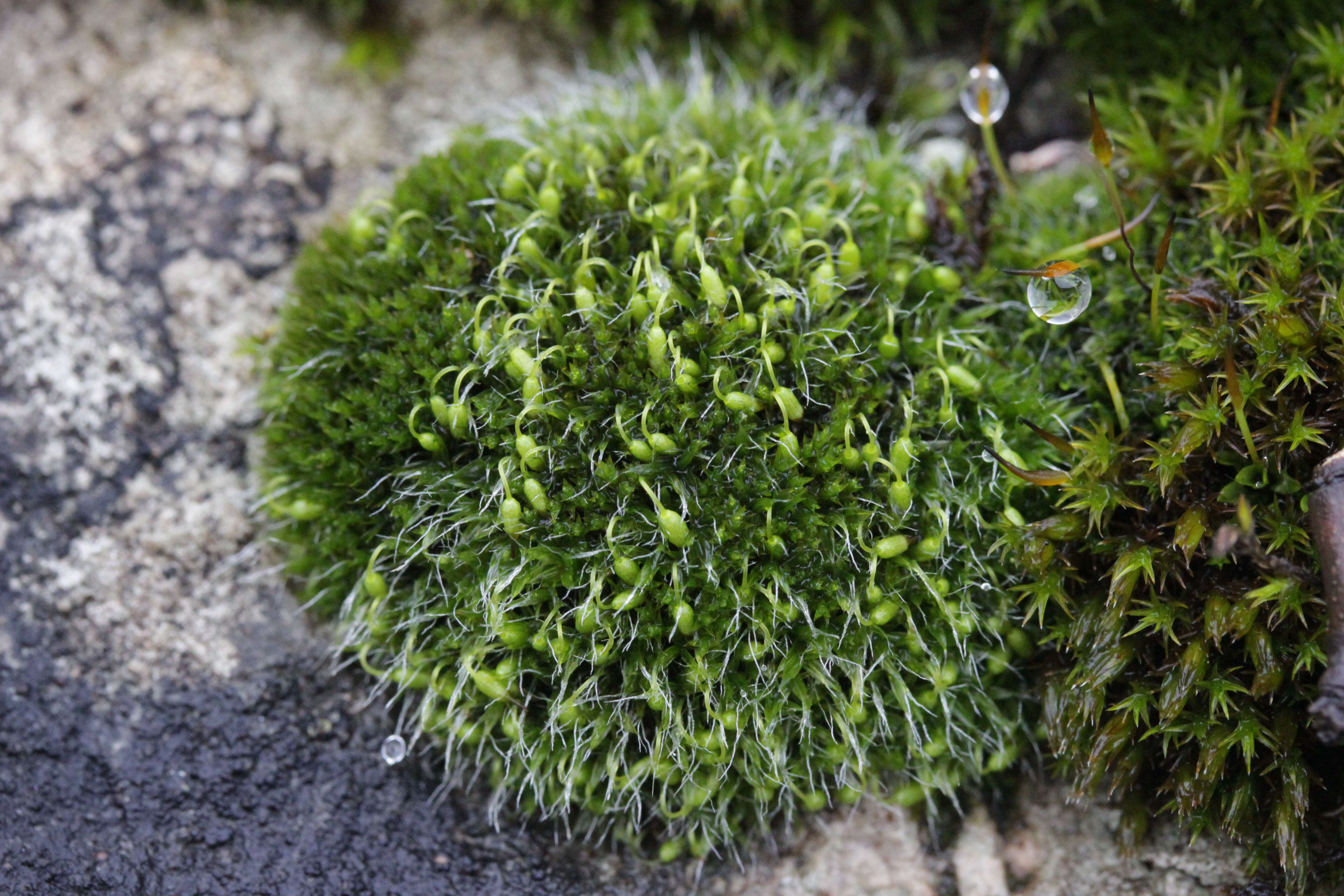 Image of pulvinate dry rock moss