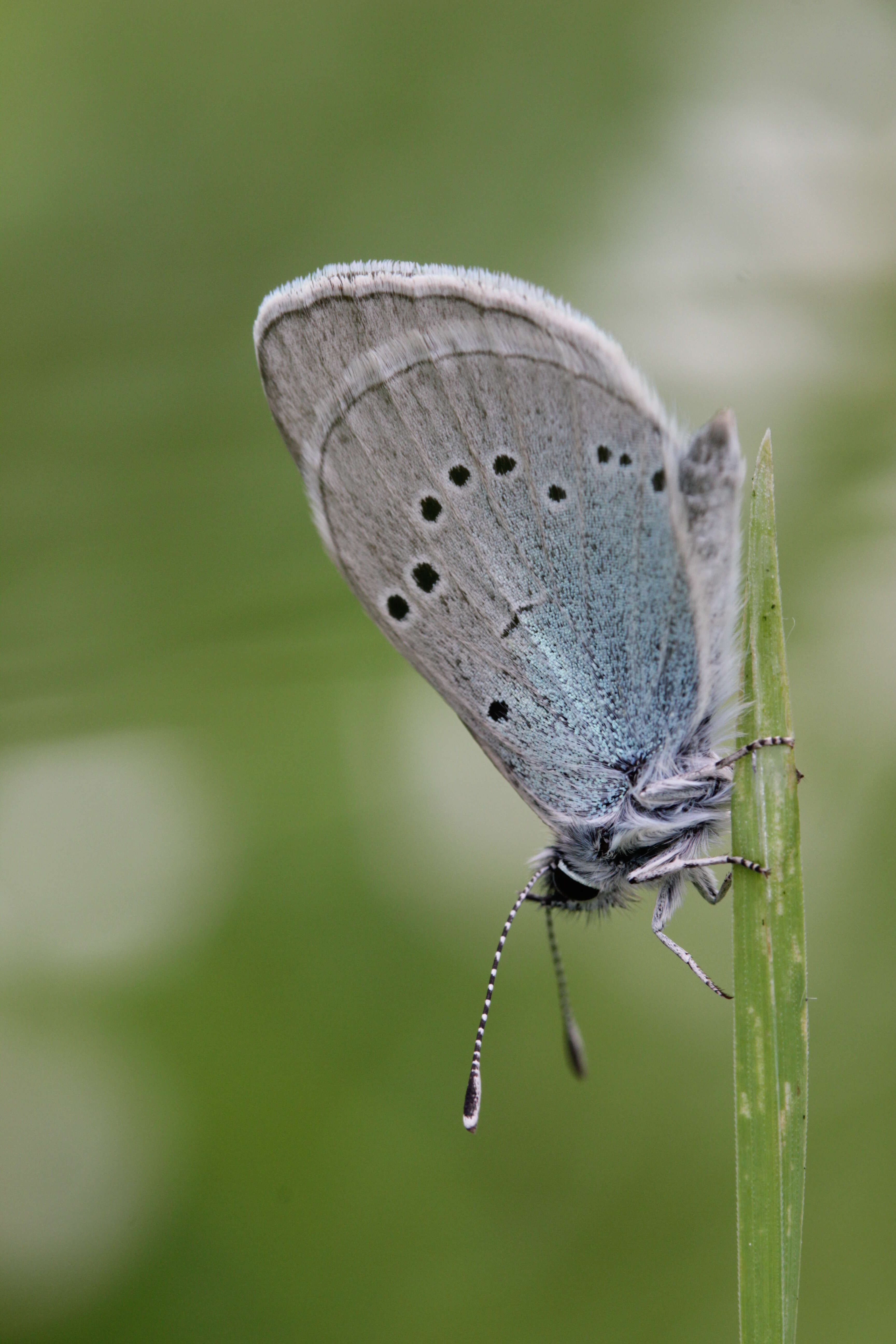 Image of Green-underside Blue